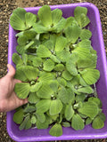 (20) Water Lettuce Koi Pond Floating Plants Rid Algae 2-3" Combine Shipping
