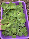 (20) Water Lettuce Koi Pond Floating Plants Rid Algae 2-3" Combine Shipping