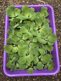 (20) Water Lettuce Koi Pond Floating Plants Rid Algae 2-3" Combine Shipping