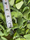(20) Water Lettuce Koi Pond Floating Plants Rid Algae 2-3" Combine Shipping