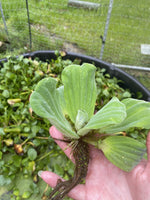 (16) Water Lettuce Koi Pond Floating Plants Rid Algae Turtle Small 2-4” Filter