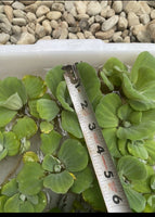 (16) Water Lettuce Koi Pond Floating Plants Rid Algae Turtle Small 2-4” Filter