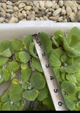 (16) Water Lettuce Koi Pond Floating Plants Rid Algae Turtle Small 2-4” Filter