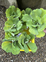 Spring Special (10) Jumbo Water Lettuce Floating Koi Pond Plant Shade Large 6"