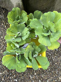 Spring Special (10) Jumbo Water Lettuce Floating Koi Pond Plant Shade Large 6"