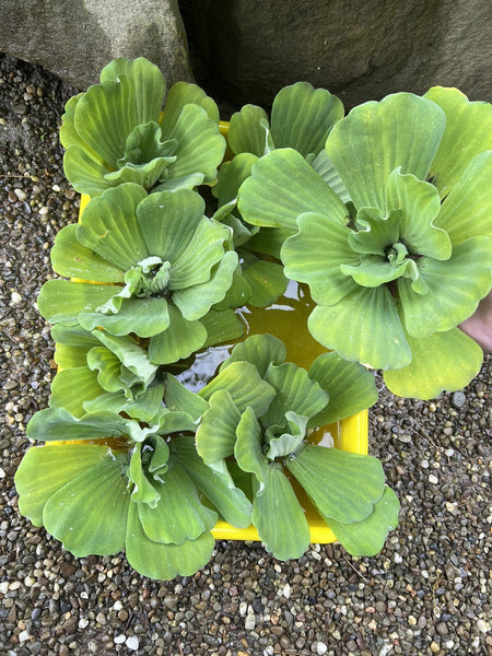 Spring Special (10) Jumbo Water Lettuce Floating Koi Pond Plant Shade Large 6"