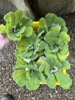 Spring Special (10) Jumbo Water Lettuce Floating Koi Pond Plant Shade Large 6"