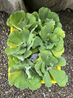 Spring Special (10) Jumbo Water Lettuce Floating Koi Pond Plant Shade Large 6"
