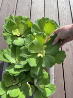 Spring Special (10) Jumbo Water Lettuce Floating Koi Pond Plant Shade Large 6"