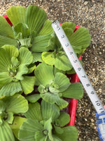Spring Special (10) Jumbo Water Lettuce Floating Koi Pond Plant Shade Large 6"