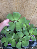 🌸May1st SPECIAL (7) Water Lettuce Koi Pond Floating Plants Algae LARGE Jumbo 6”