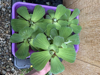 🌸May1st SPECIAL (7) Water Lettuce Koi Pond Floating Plants Algae LARGE Jumbo 6”