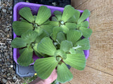 🌸May1st SPECIAL (7) Water Lettuce Koi Pond Floating Plants Algae LARGE Jumbo 6”