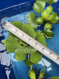🌸May1st SPECIAL (7) Water Lettuce Koi Pond Floating Plants Algae LARGE Jumbo 6”
