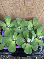 🌸May1st SPECIAL (7) Water Lettuce Koi Pond Floating Plants Algae LARGE Jumbo 6”
