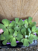 🌸May1st SPECIAL (7) Water Lettuce Koi Pond Floating Plants Algae LARGE Jumbo 6”