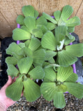 🌸May1st SPECIAL (7) Water Lettuce Koi Pond Floating Plants Algae LARGE Jumbo 6”