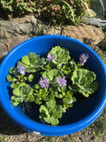 🌸May1st SPECIAL (7) Water Lettuce Koi Pond Floating Plants Algae LARGE Jumbo 6”