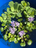 🌸May1st SPECIAL (7) Water Lettuce Koi Pond Floating Plants Algae LARGE Jumbo 6”