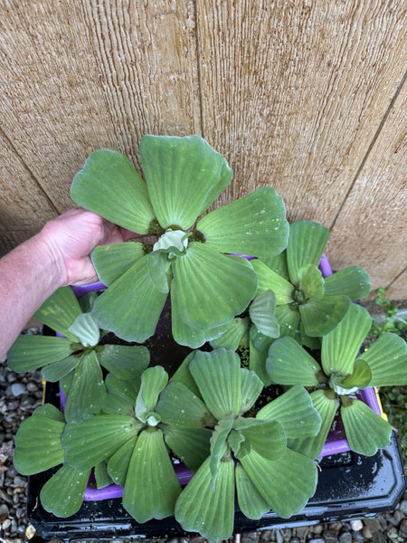 MOTHER'S DAY SPECIAL (7) Water Lettuce Koi Pond Floating Plants Algae LARGE  6”