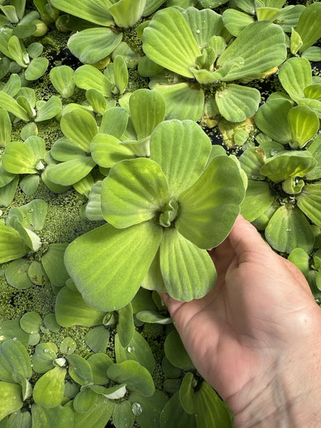 MEMORIAL DAY SPECIAL (30) Water Lettuce Koi Pond Floating Plants Rid Algae 2-3"