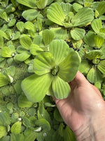FATHERS DAY SPECIAL (30) Water Lettuce Koi Pond Floating Plants Rid Algae 2-3"