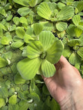FATHERS DAY SPECIAL (30) Water Lettuce Koi Pond Floating Plants Rid Algae 2-3"
