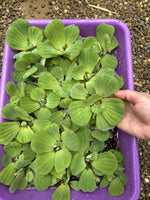 FATHERS DAY SPECIAL (30) Water Lettuce Koi Pond Floating Plants Rid Algae 2-3"