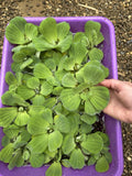 FATHERS DAY SPECIAL (30) Water Lettuce Koi Pond Floating Plants Rid Algae 2-3"
