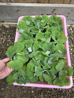 FATHERS DAY SPECIAL (30) Water Lettuce Koi Pond Floating Plants Rid Algae 2-3"