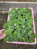 FATHERS DAY SPECIAL (30) Water Lettuce Koi Pond Floating Plants Rid Algae 2-3"