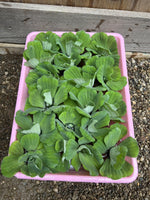 FATHERS DAY SPECIAL (30) Water Lettuce Koi Pond Floating Plants Rid Algae 2-3"