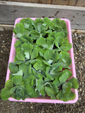 FATHERS DAY SPECIAL (30) Water Lettuce Koi Pond Floating Plants Rid Algae 2-3"