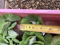 FATHERS DAY SPECIAL (30) Water Lettuce Koi Pond Floating Plants Rid Algae 2-3"