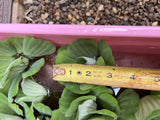 FATHERS DAY SPECIAL (30) Water Lettuce Koi Pond Floating Plants Rid Algae 2-3"