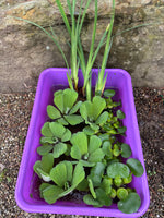 (15) Koi Pond Combo Water Hyacinth Lettuce Iris Floating Plant Medium-Small 2-4”