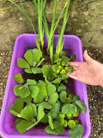 (15) Koi Pond Combo Water Hyacinth Lettuce Iris Floating Plant Medium-Small 2-4”