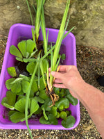 (15) Koi Pond Combo Water Hyacinth Lettuce Iris Floating Plant Medium-Small 2-4”