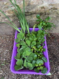 20pc KOI POND COMBO Watercress Iris Water Lettuce Hyacinth Floating Live Plant