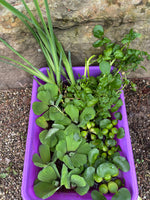 20pc KOI POND COMBO Watercress Iris Water Lettuce Hyacinth Floating Live Plant