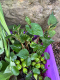 FACE PLANT WEEKLY SPECIAL (20) Koi Pond Deluxe Combo Chameleon￼ ￼Water Hyacinth Lettuce Floating Plant 3”
