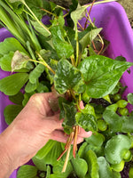 FACE PLANT WEEKLY SPECIAL (20) Koi Pond Deluxe Combo Chameleon￼ ￼Water Hyacinth Lettuce Floating Plant 3”