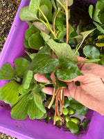 FACE PLANT WEEKLY SPECIAL (20) Koi Pond Deluxe Combo Chameleon￼ ￼Water Hyacinth Lettuce Floating Plant 3”