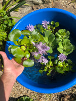 FACE PLANT WEEKLY SPECIAL (9) MIX Water Hyacinth & Water Lettuce Koi Pond Floating Plants Algae Shade Large 5-7”