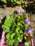FACE PLANT WEEKLY SPECIAL (9) MIX Water Hyacinth & Water Lettuce Koi Pond Floating Plants Algae Shade Large 5-7”