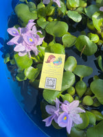 FACE PLANT WEEKLY SPECIAL (9) MIX Water Hyacinth & Water Lettuce Koi Pond Floating Plants Algae Shade Large 5-7”
