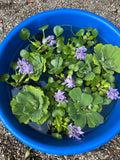(15) Large Mix Water Hyacinth & Water Lettuce Koi Pond Floating Plants Rid Algae LARGE Jumbo Purple 5-7”