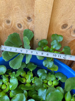 FACE PLANT WEEKLY SPECIAL (9) MIX Water Hyacinth & Water Lettuce Koi Pond Floating Plants Algae Shade Large 5-7”