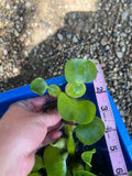 (10) small mix Water Hyacinth & Lettuce Koi Pond Floating Plants Rid Algae 2-3"