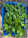 (10) small mix Water Hyacinth & Lettuce Koi Pond Floating Plants Rid Algae 2-3"